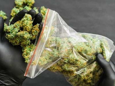 Find the Freshest Flower When You Buy Weed Strains Europe Online at Euro Weed Clinic