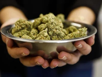 CBD Kush Auto: Laboratory-Approved Excellence at Green Leaf Store EU