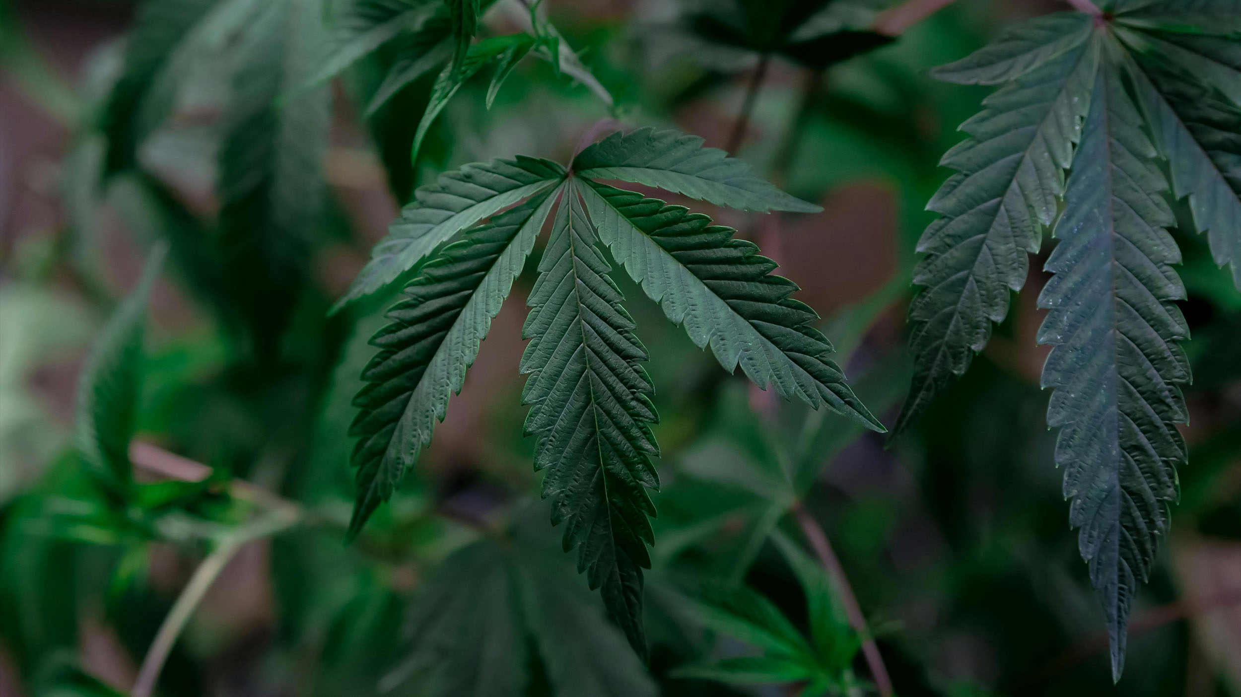 Cannabis Flower UK: A Beginner’s Guide to Education and Awareness