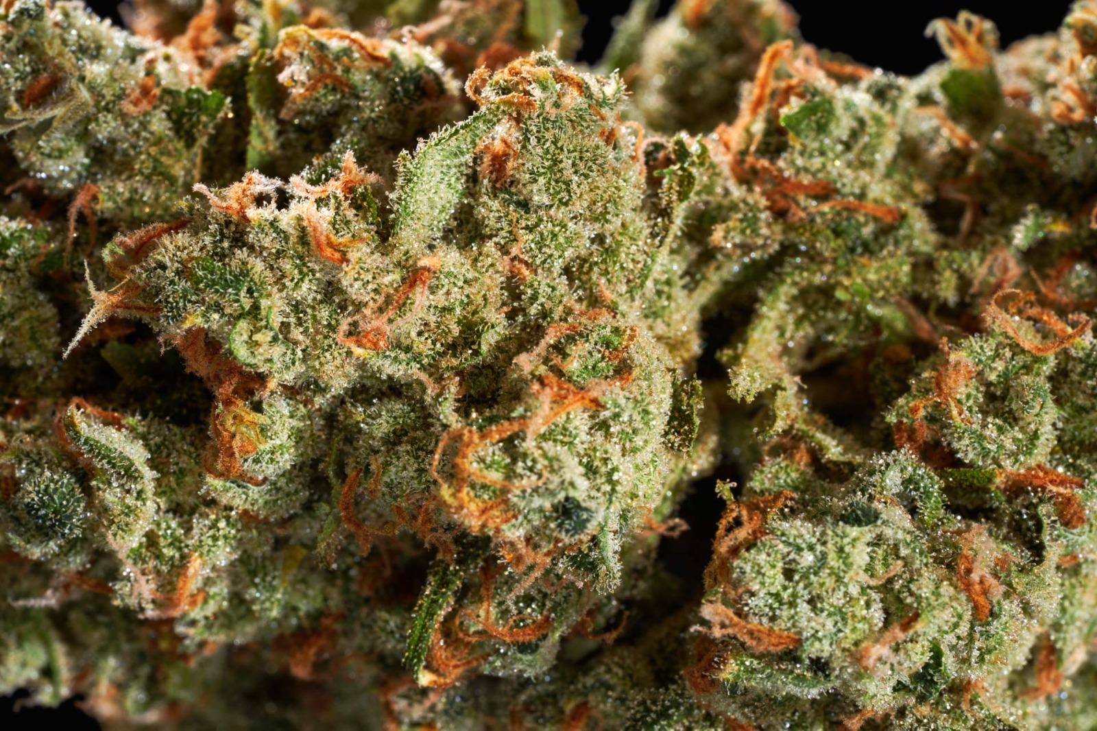 Cannabis for Sale Australia – Legal Access and Market Study
