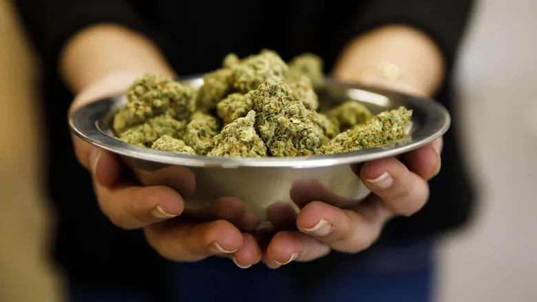 CBD Kush Auto: Laboratory-Approved Excellence at Green Leaf Store EU