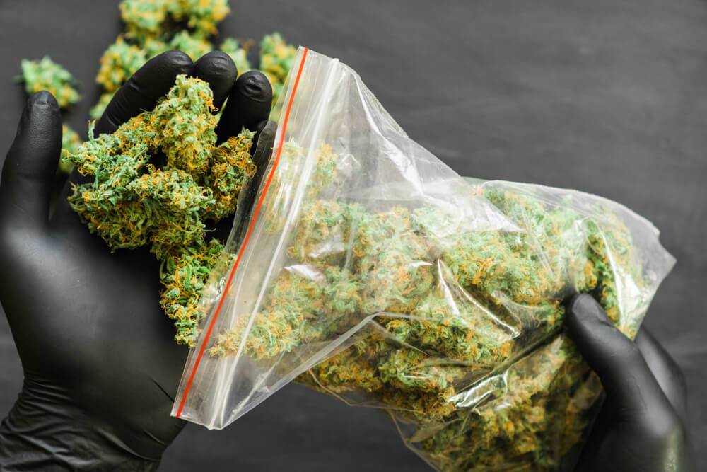 Find the Freshest Flower When You Buy Weed Strains Europe Online at Euro Weed Clinic